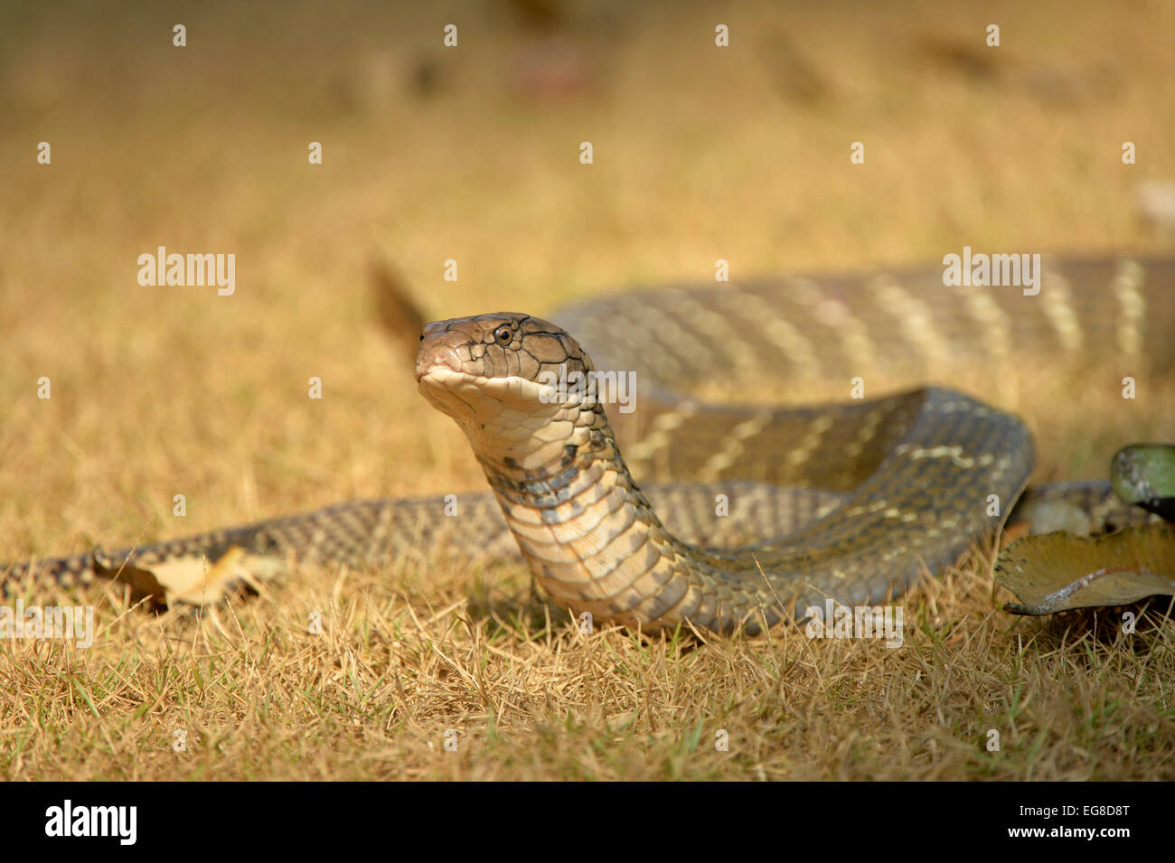 Königskobra (Ophiophagus Hannah) am Boden mit Kopf angehoben, Bali, Indonesien, Oktober Stockfoto