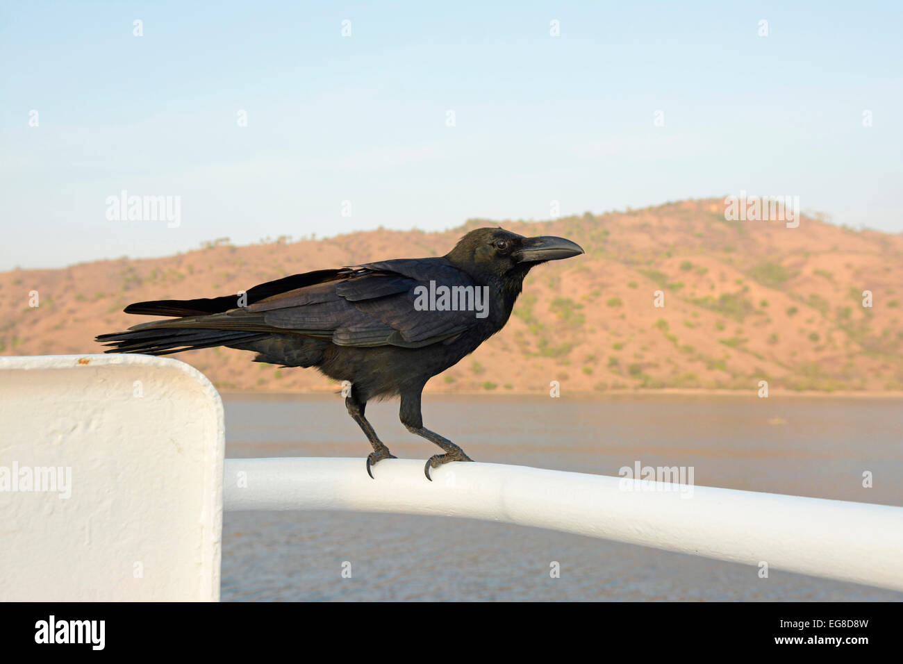 Dschungel Krähe (Corvus Macrorhynchos) auch als Large-billed Crow oder dick-billed Crow, thront auf Schiff, Insel Komodo, Indonesien Stockfoto
