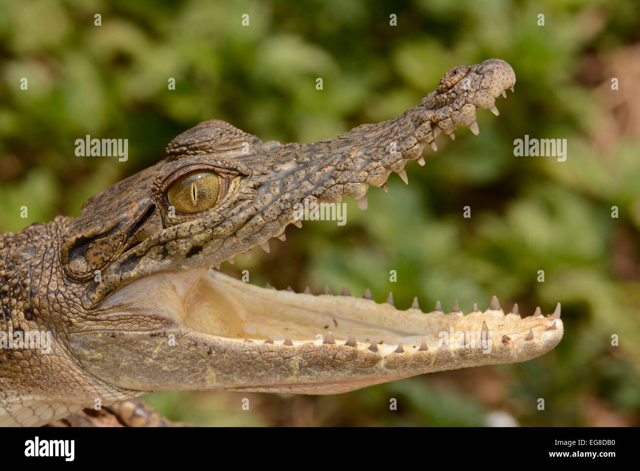 Salzwasser-Krokodil, Nahaufnahme des Kopfes der Jugendkriminalität, Bali, Indonesien Stockfoto