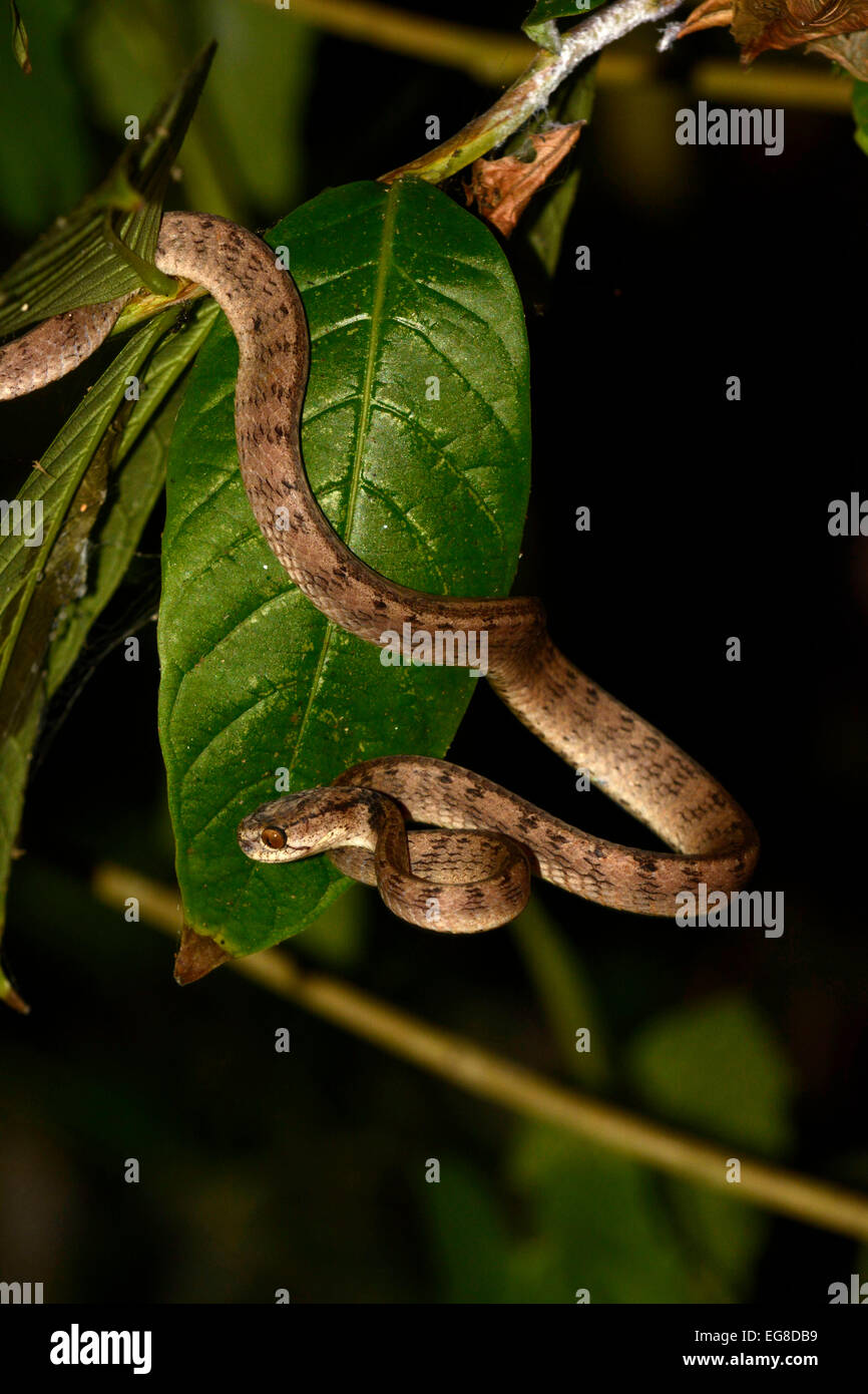 Schnecke Snake (Pareas SP.) ruht auf kleinen Zweig in der Nacht, Bali, Indonesien, Oktober Stockfoto