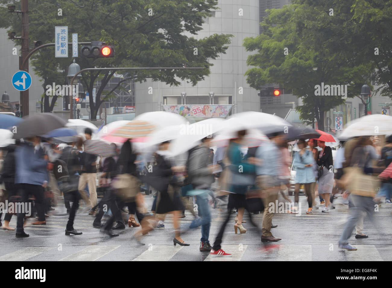 Pendler mit Sonnenschirmen beim Überqueren der Straße an einem regnerischen Tag, Shibuya, Tokyo, Japan Stockfoto