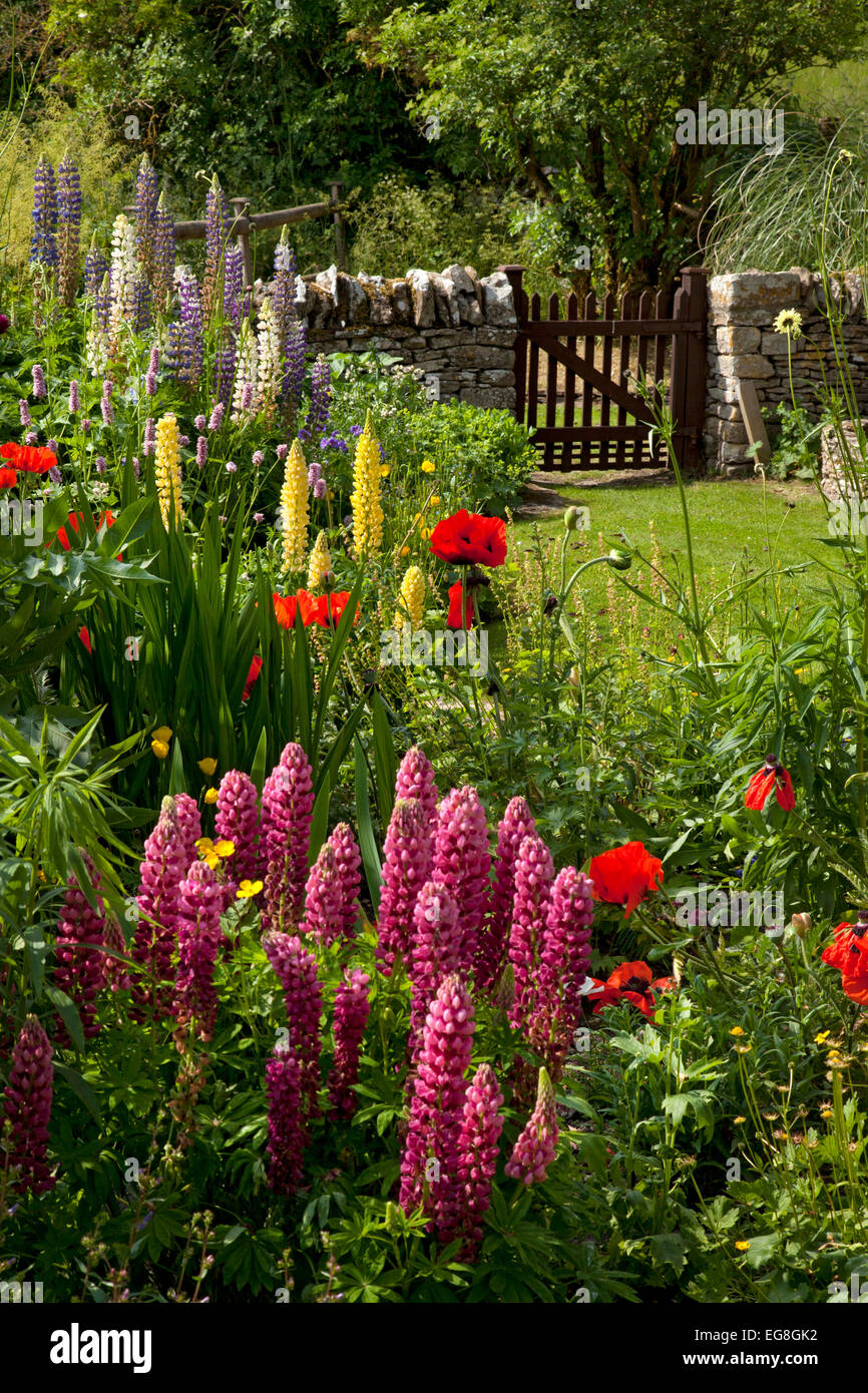 Englischer Landschaftsgarten mit Lupinen, Mohn, Trockenmauer und Holztor, Oxfordshire, England Stockfoto