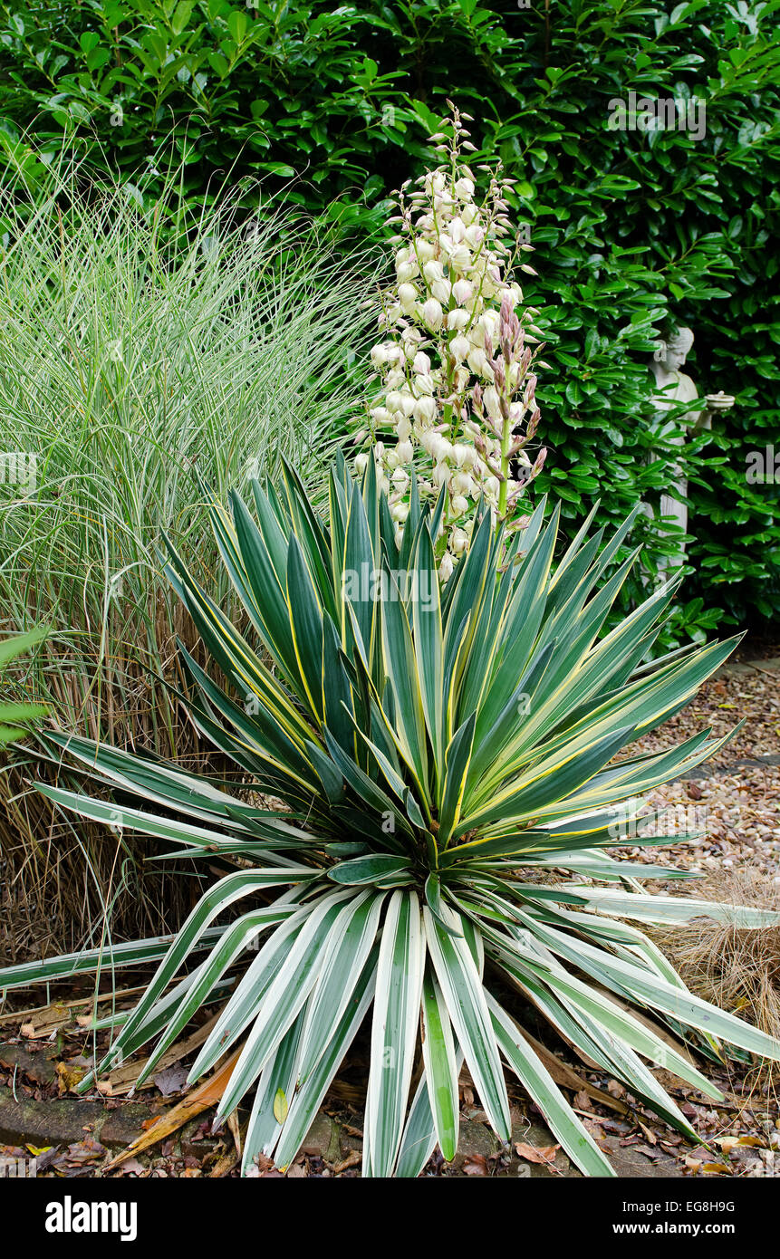 Yucca Gloriosa Variegata in Blüte Stockfoto