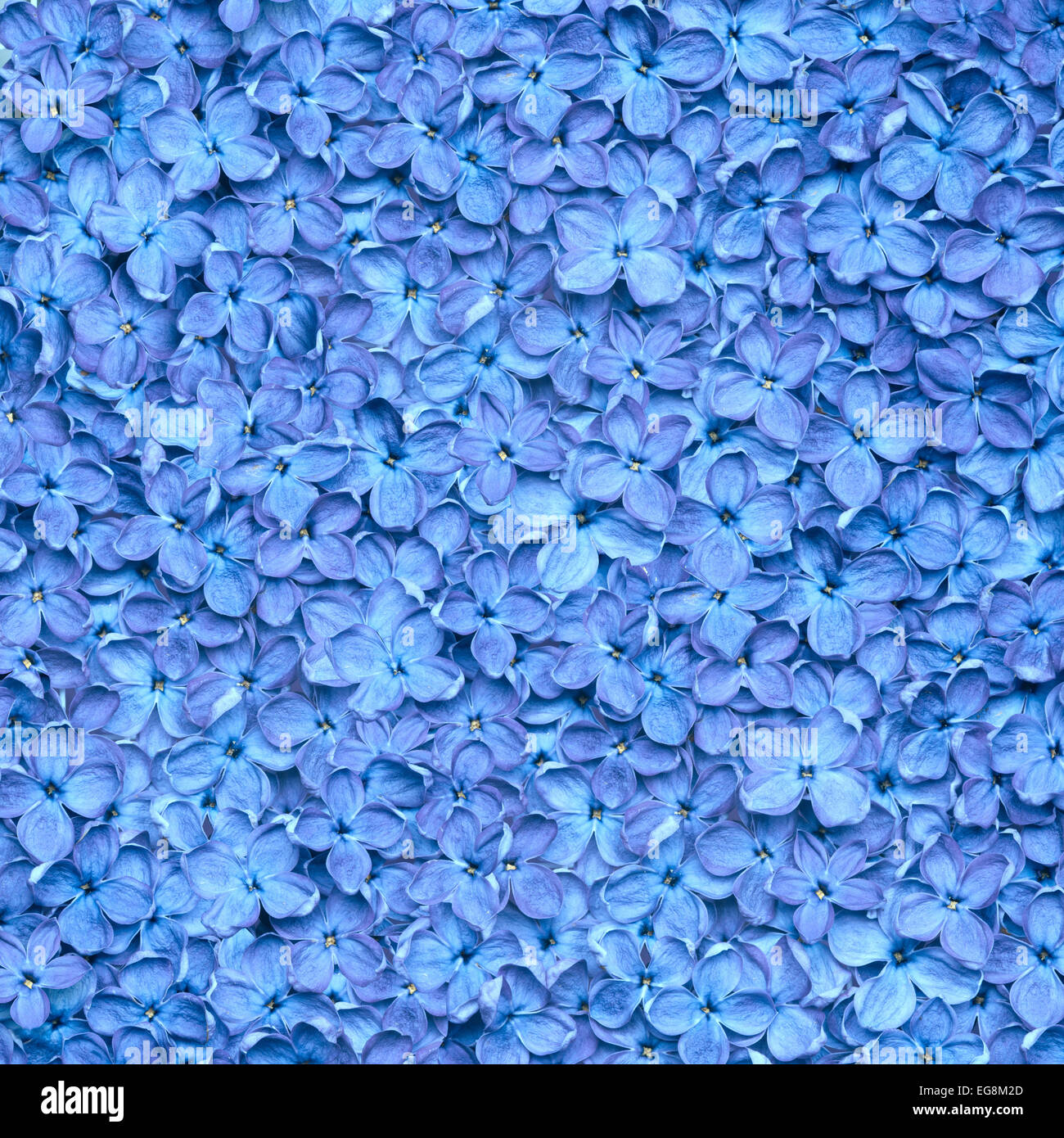 lila Hintergrund oder schöne blaue Blume Textur Stockfoto