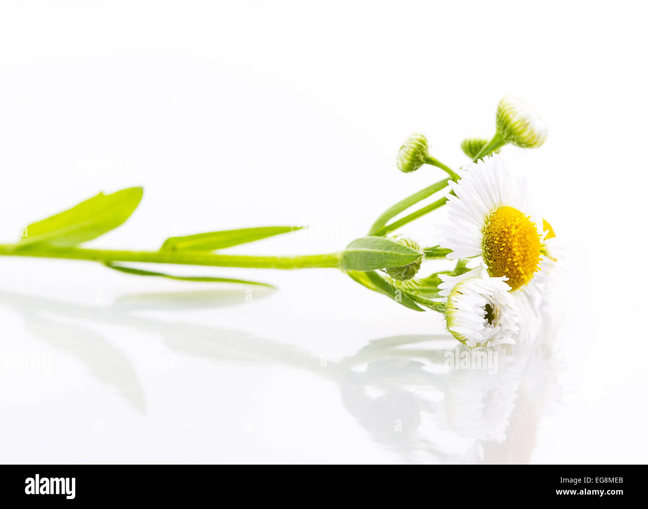 Daisy weiße Blume isoliert Blumen Gänseblümchen Stockfoto