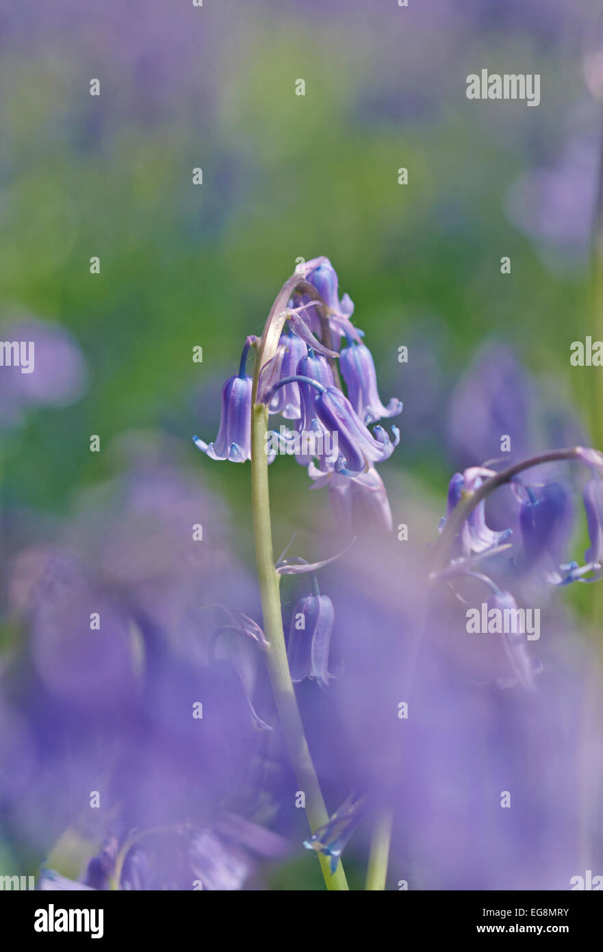 Glockenblumen in Sisland Carr Wald, Norfolk, Großbritannien Stockfoto