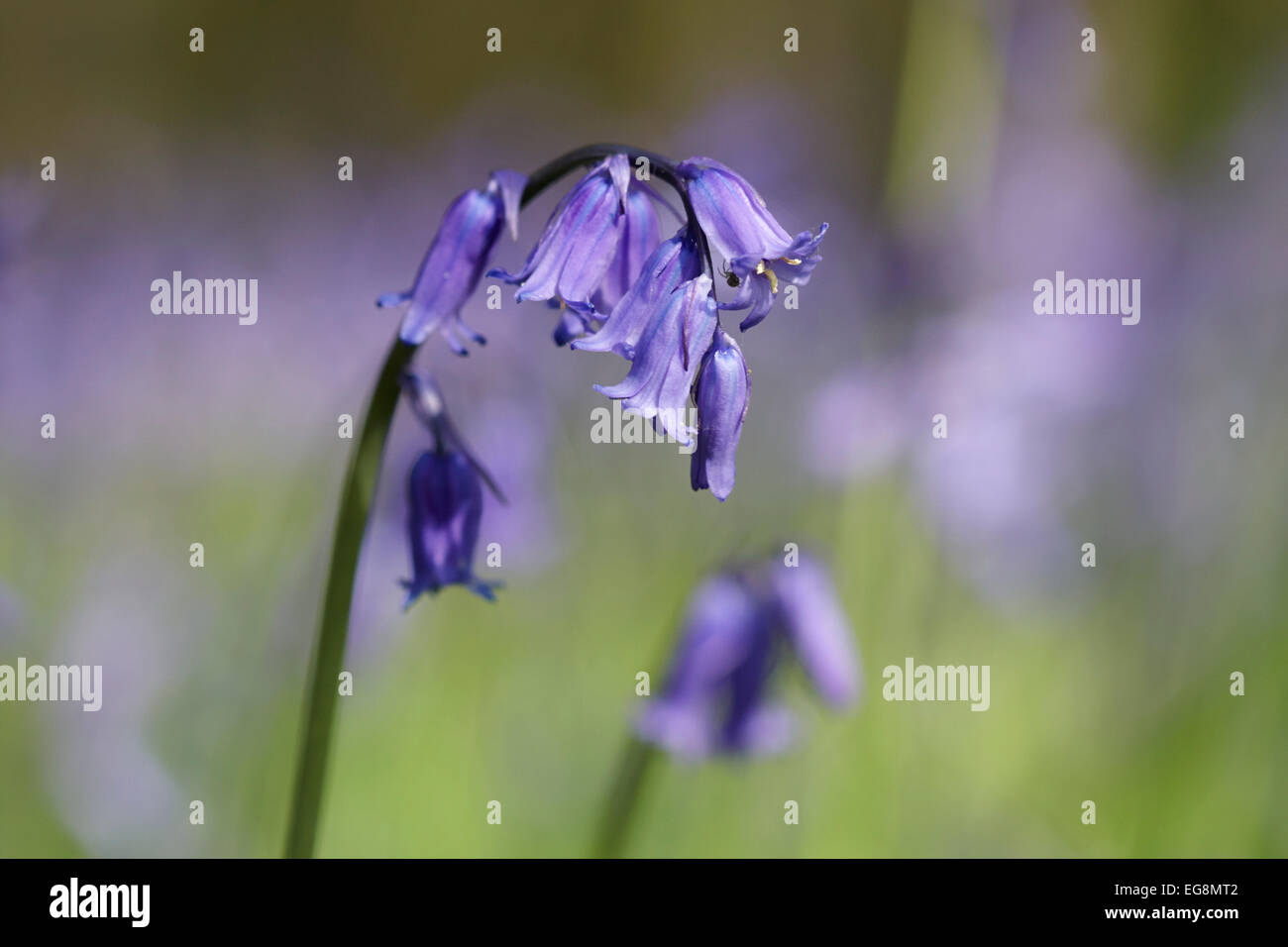 Glockenblumen in Sisland Carr Wald, Norfolk, Großbritannien Stockfoto