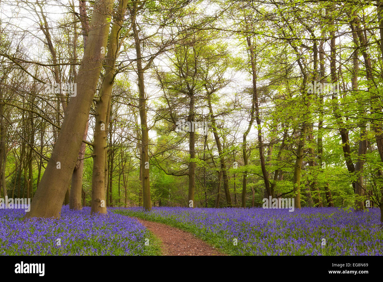 Glockenblumen in Sisland Carr Wald, Norfolk, Großbritannien Stockfoto