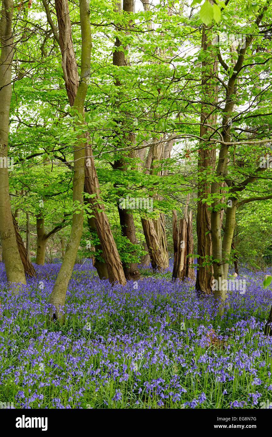 Glockenblumen in Sisland Carr Wald, Norfolk, Großbritannien Stockfoto
