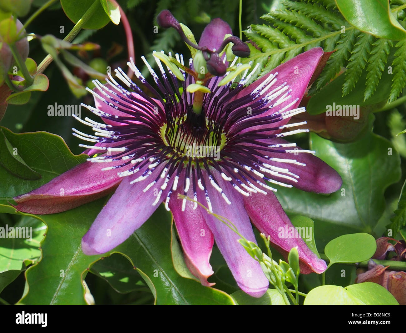 Passionsblume Stockfoto