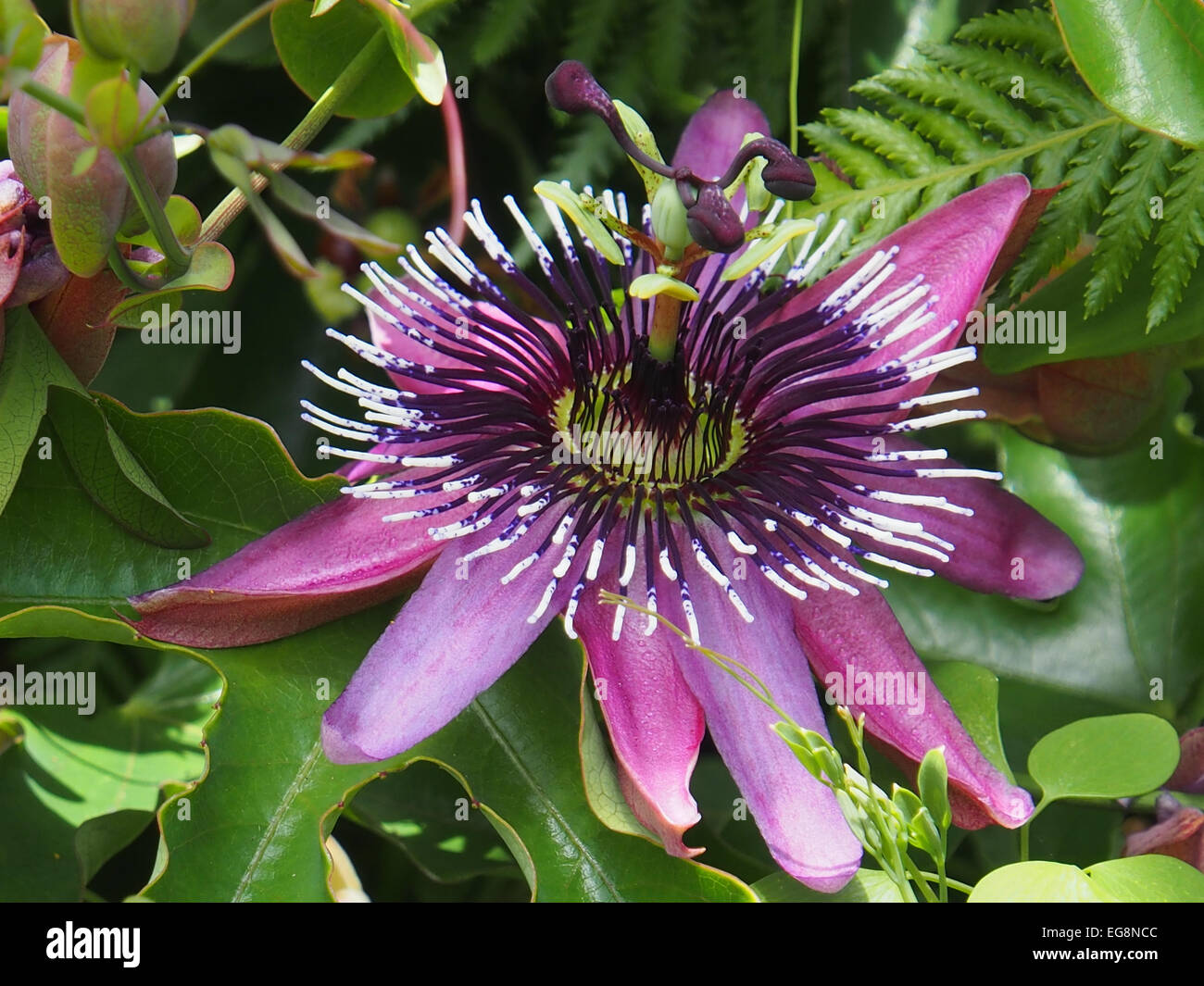 Passionsblume Stockfoto