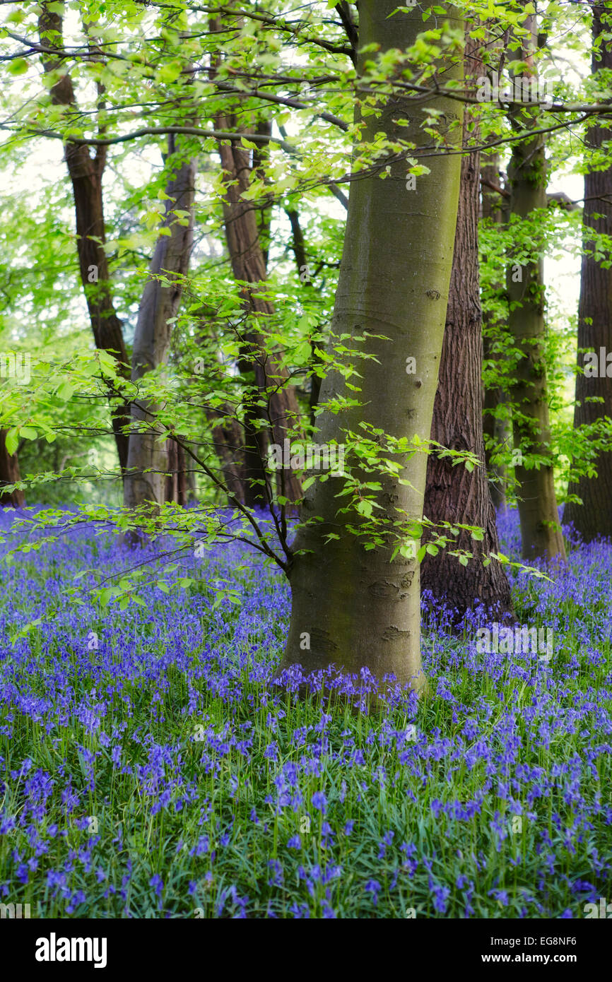 Glockenblumen in Sisland Carr Wald, Norfolk, Großbritannien Stockfoto
