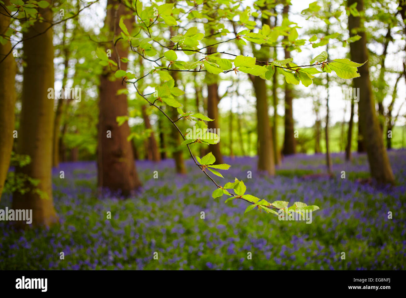 Glockenblumen in Sisland Carr Wald, Norfolk, Großbritannien Stockfoto