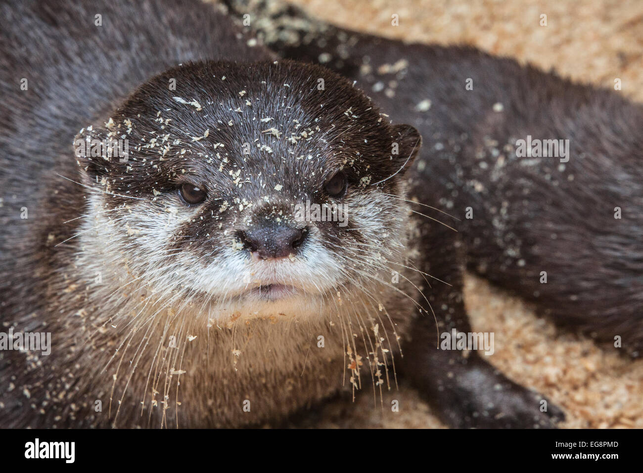 Europäische Otter Stockfoto