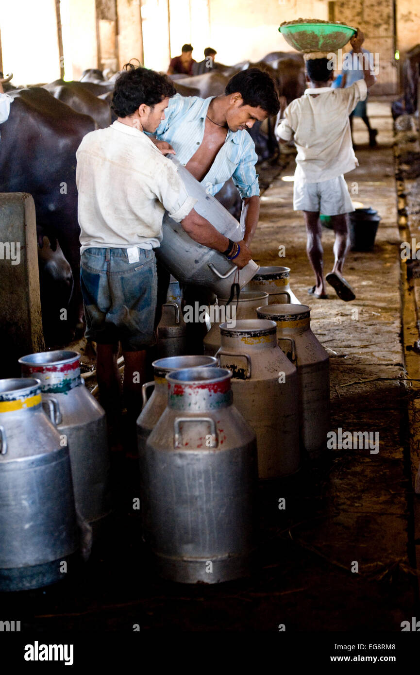 Aarey Milch Kolonie befindet sich eine Ansammlung von privaten Büffel Milchviehbetriebe in Goregaon einem Vorort von Mumbai. Stockfoto