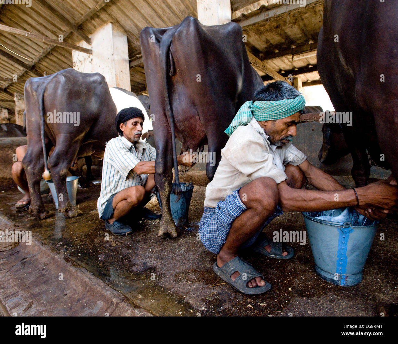 Aarey Milch Kolonie befindet sich eine Ansammlung von privaten Büffel Milchviehbetriebe in Goregaon einem Vorort von Mumbai. Es umfasst eine Fläche von etwa 35000 Hektar und wurde in den Bundesstaat Maharashtra von Herr Aarey der Gründer der Aarey Molkerei im Jahre 1949 gestiftet. Der Büffel produzieren durchschnittlich 30 Liter/Tag. Die Milch produziert wird "lose" dh Rohmilch, die direkt verkauft wird oder Großhandel, Ladenbesitzer und süß Martes ohne zusätzliche Behandlung außer für Kühlung durch Eis.  Der höhere Fettgehalt von 7 % macht es ideal für süße Herstellung aber auch teurer als Kuhmilch 35-40 INR Milch / Liter als Gegensatz zu 25 I Stockfoto