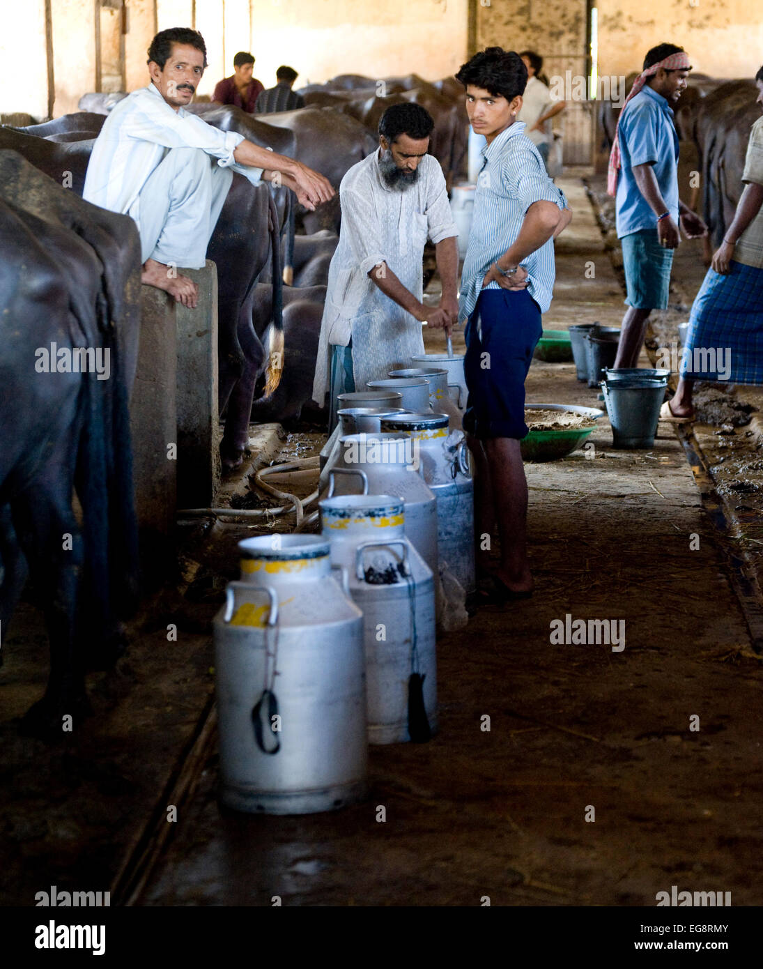 Aarey Milch Kolonie befindet sich eine Ansammlung von privaten Büffel Milchviehbetriebe in Goregaon einem Vorort von Mumbai. Es umfasst eine Fläche von etwa 35000 Hektar und wurde in den Bundesstaat Maharashtra von Herr Aarey der Gründer der Aarey Molkerei im Jahre 1949 gestiftet. Der Büffel produzieren durchschnittlich 30 Liter/Tag. Die Milch produziert wird "lose" dh Rohmilch, die direkt verkauft wird oder Großhandel, Ladenbesitzer und süß Martes ohne zusätzliche Behandlung außer für Kühlung durch Eis.  Der höhere Fettgehalt von 7 % macht es ideal für süße Herstellung aber auch teurer als Kuhmilch 35-40 INR Milch / Liter als Gegensatz zu 25 I Stockfoto