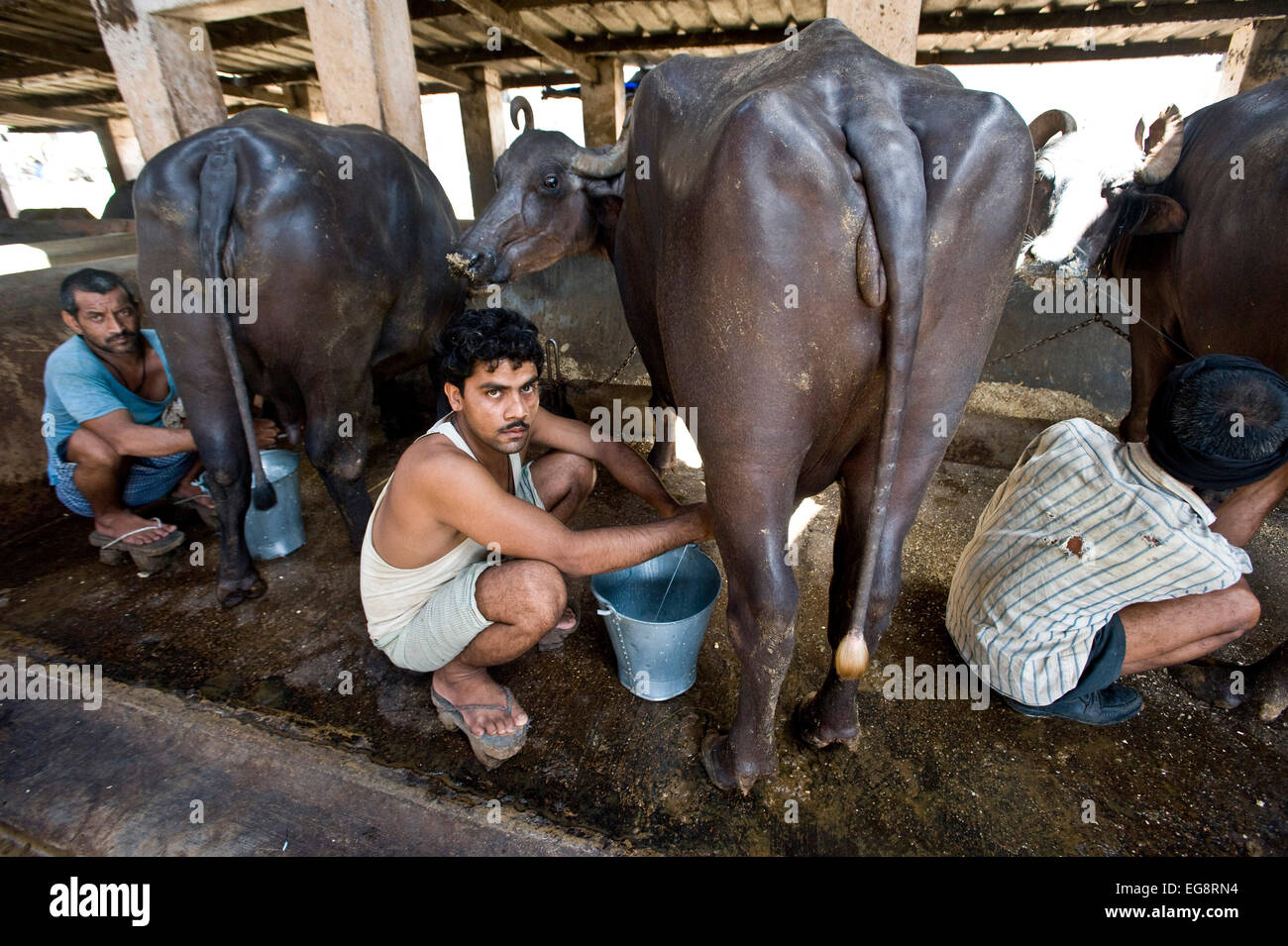 Aarey Milch Kolonie befindet sich eine Ansammlung von privaten Büffel Milchviehbetriebe in Goregaon einem Vorort von Mumbai. Es umfasst eine Fläche Stockfoto