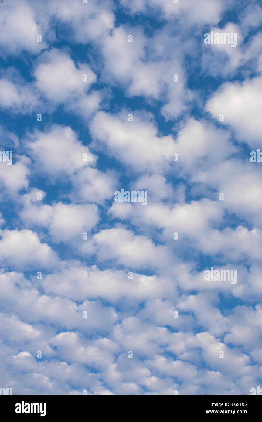 Blaue Skyscape mit Cirro-Cumulus-Wolken - Frankreich. Stockfoto