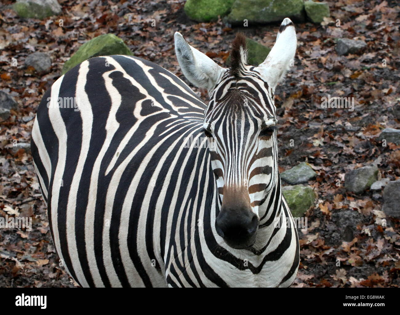 Nahaufnahme von einer schwangeren weiblichen Grant-Zebra (Equus Quagga Boehmi) Stockfoto