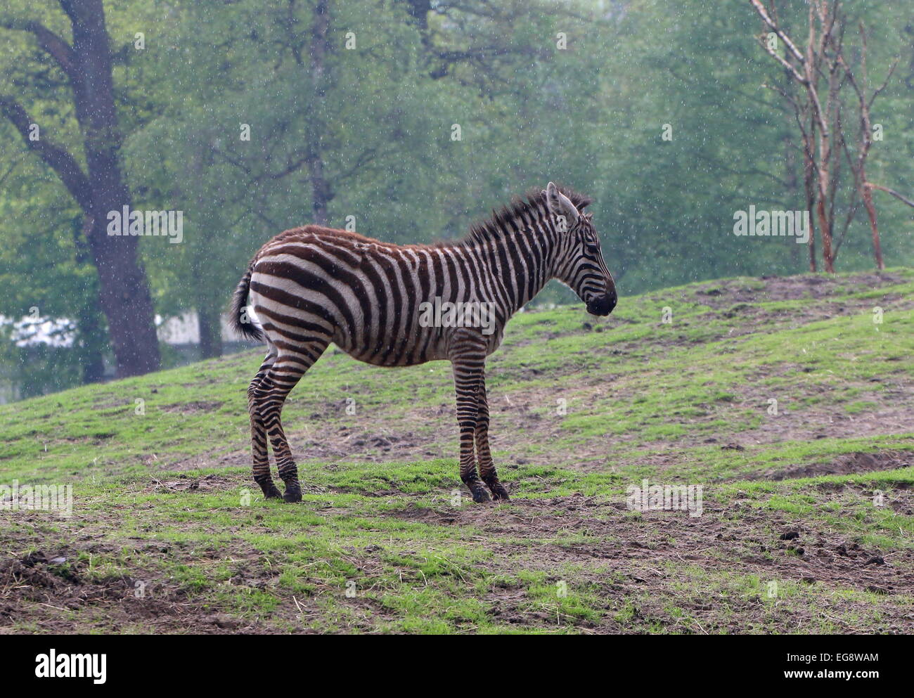 Einsame Grant-Zebra (Equus Quagga Boehmi) im Regen im Dierenpark Emmen Zoo, Niederlande Stockfoto