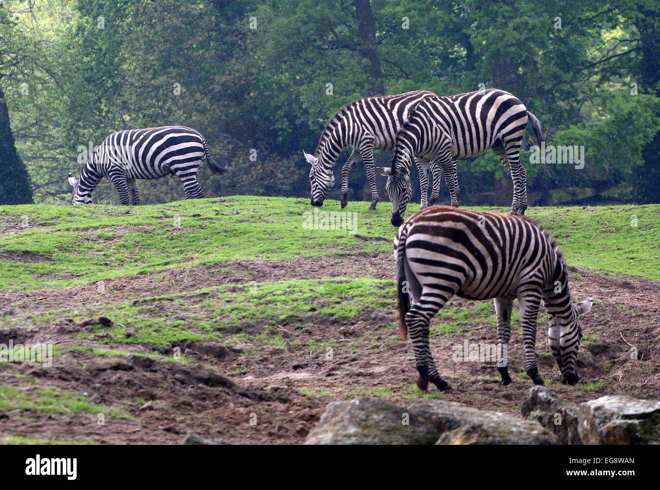 Gruppe der Beweidung Grant Zebras (Equus Quagga Boehmi) Stockfoto