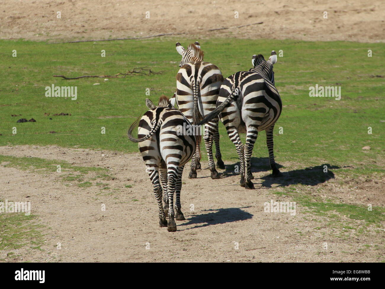 Trio von Grant Zebras (Equus Quagga Boehmi) zu Fuß entfernt von der camer Stockfoto