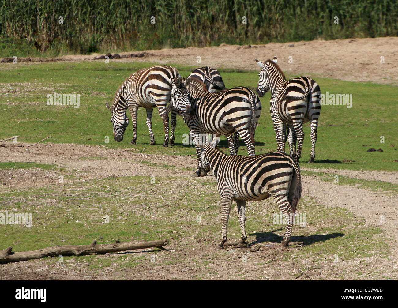 Gruppe von 5 Grant-Zebras (Equus Quagga Boehmi) Stockfoto