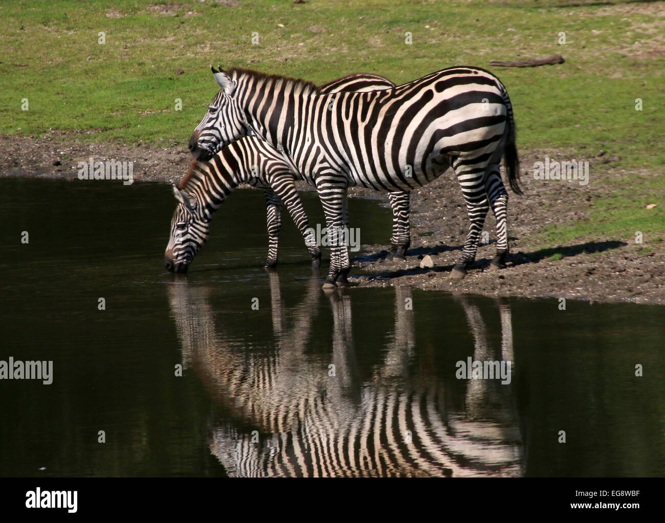 Zwei Grant-Zebras (Equus Quagga Boehmi) Trinkwasser an einer Wasserstelle Stockfoto