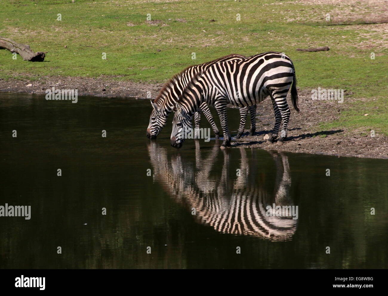 Zwei Grant-Zebras (Equus Quagga Boehmi) Trinkwasser an einer Wasserstelle Stockfoto