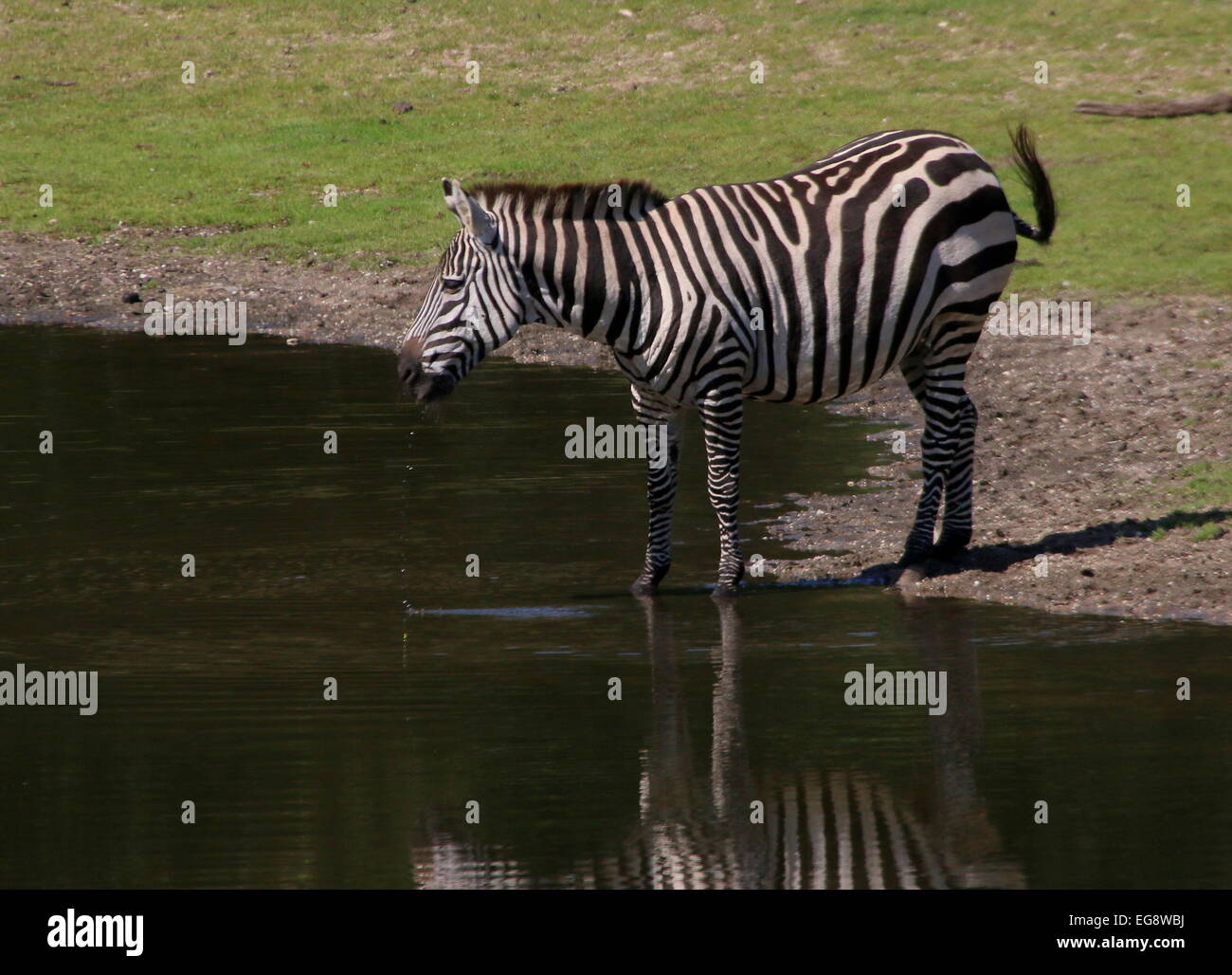 Einsame Grant-Zebra (Equus Quagga Boehmi) an einer Wasserstelle Stockfoto