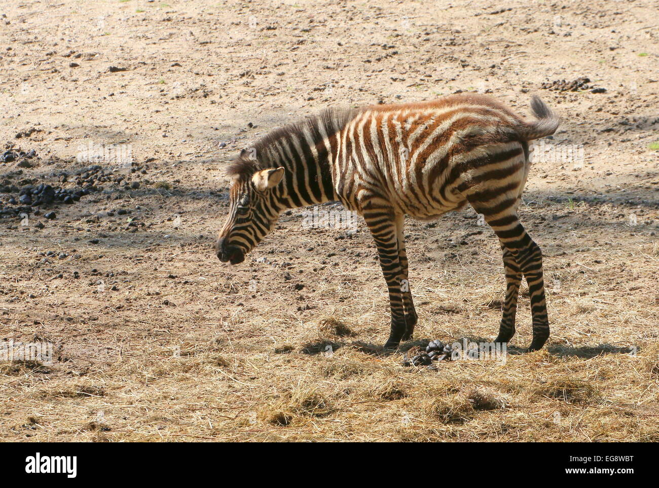 Young Grant Zebra Fohlen (Equus Quagga Boehmi) Stockfoto
