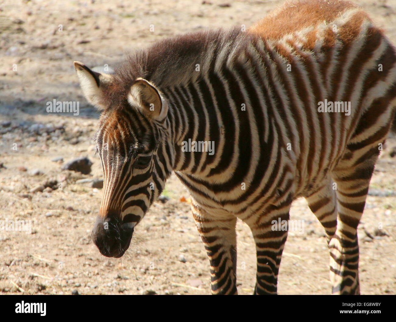 Young Grant Zebra Fohlen (Equus Quagga Boehmi) in Nahaufnahme Stockfoto