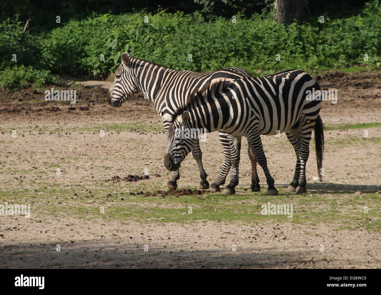 Zwei Streifen Grant Zebras (Equus Quagga Boehmi) Stockfoto