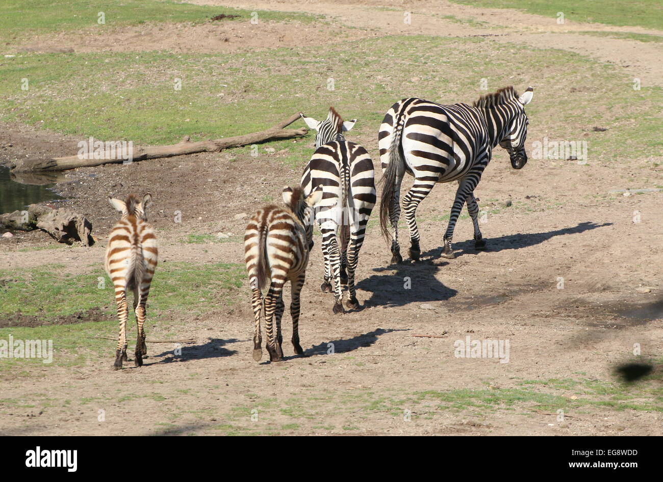 Gruppe von Grant Zebras (Equus Quagga Boehmi), zwei ausgewachsenen Tieren und zwei junge Fohlen Stockfoto