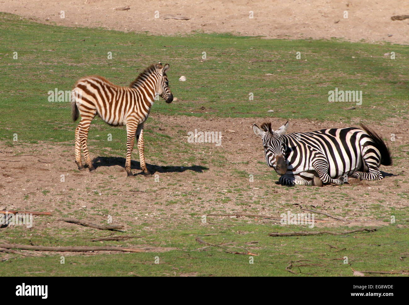 Reife Grant Zebra (Equus Quagga Boehmi) auf den Rücken Rollen und Staub baden, Fohlen junge stehend Stockfoto