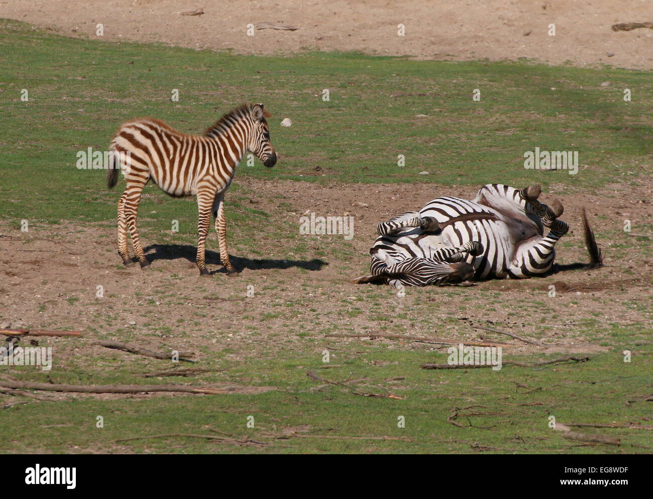 Reife Grant Zebra (Equus Quagga Boehmi) auf den Rücken Rollen und Staub baden, Fohlen junge stehend Stockfoto