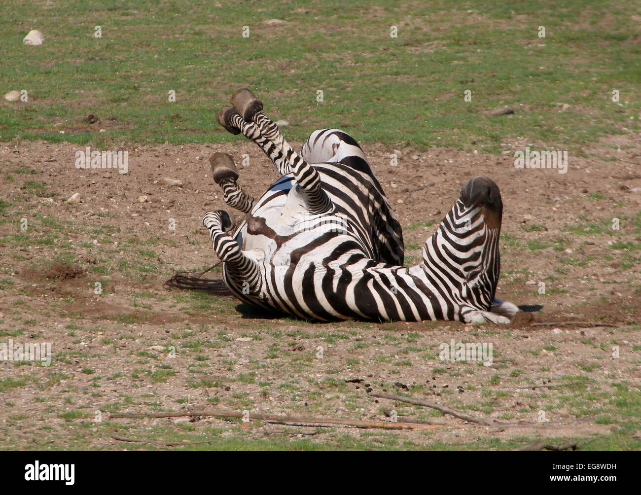 Ältere männliche Grant-Zebra (Equus Quagga Boehmi) auf den Rücken Rollen und Staub baden Stockfoto