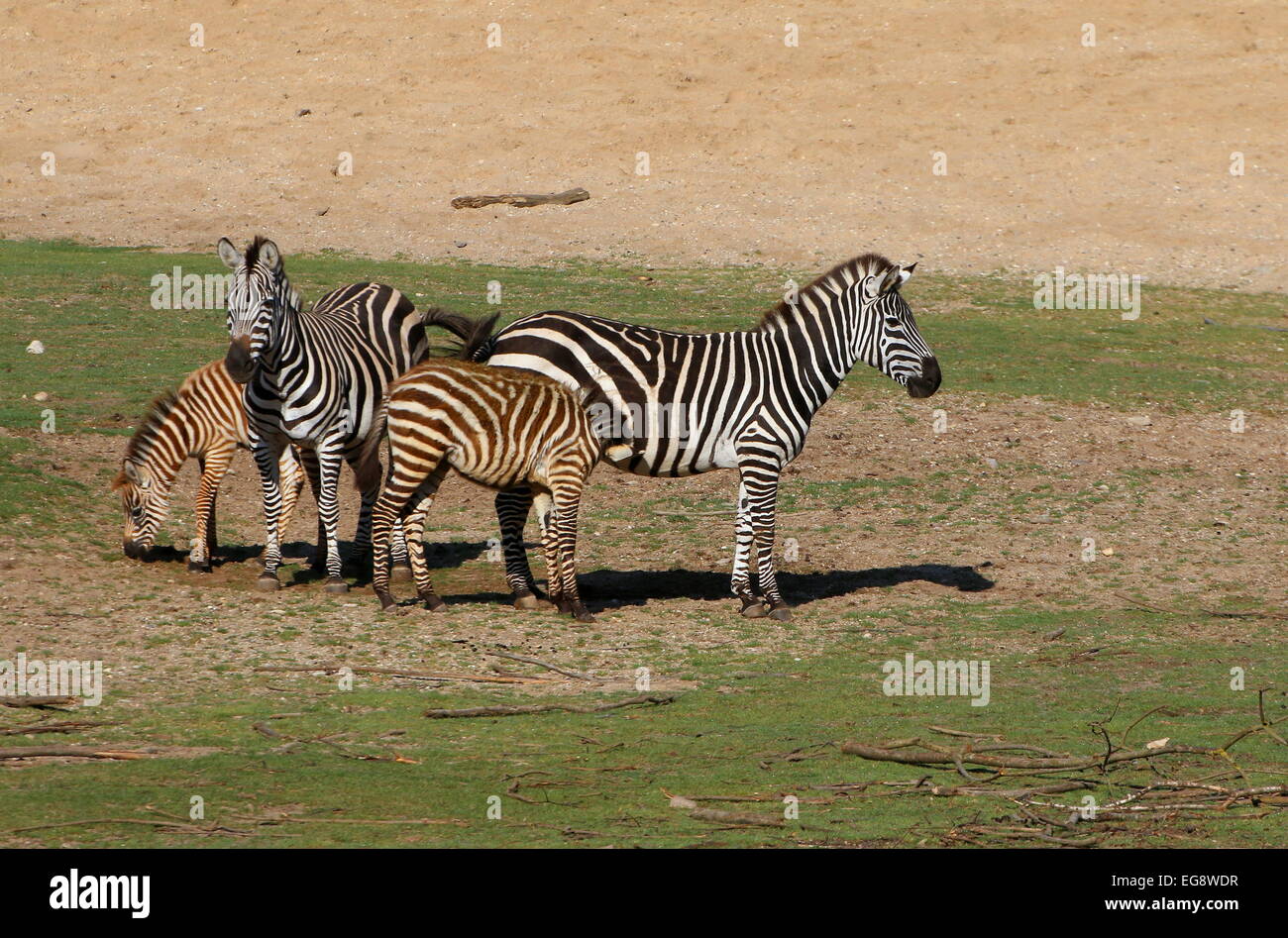 Gruppe von Grant Zebras (Equus Quagga Boehmi), zwei ausgewachsenen Tieren und zwei junge Fohlen Stockfoto