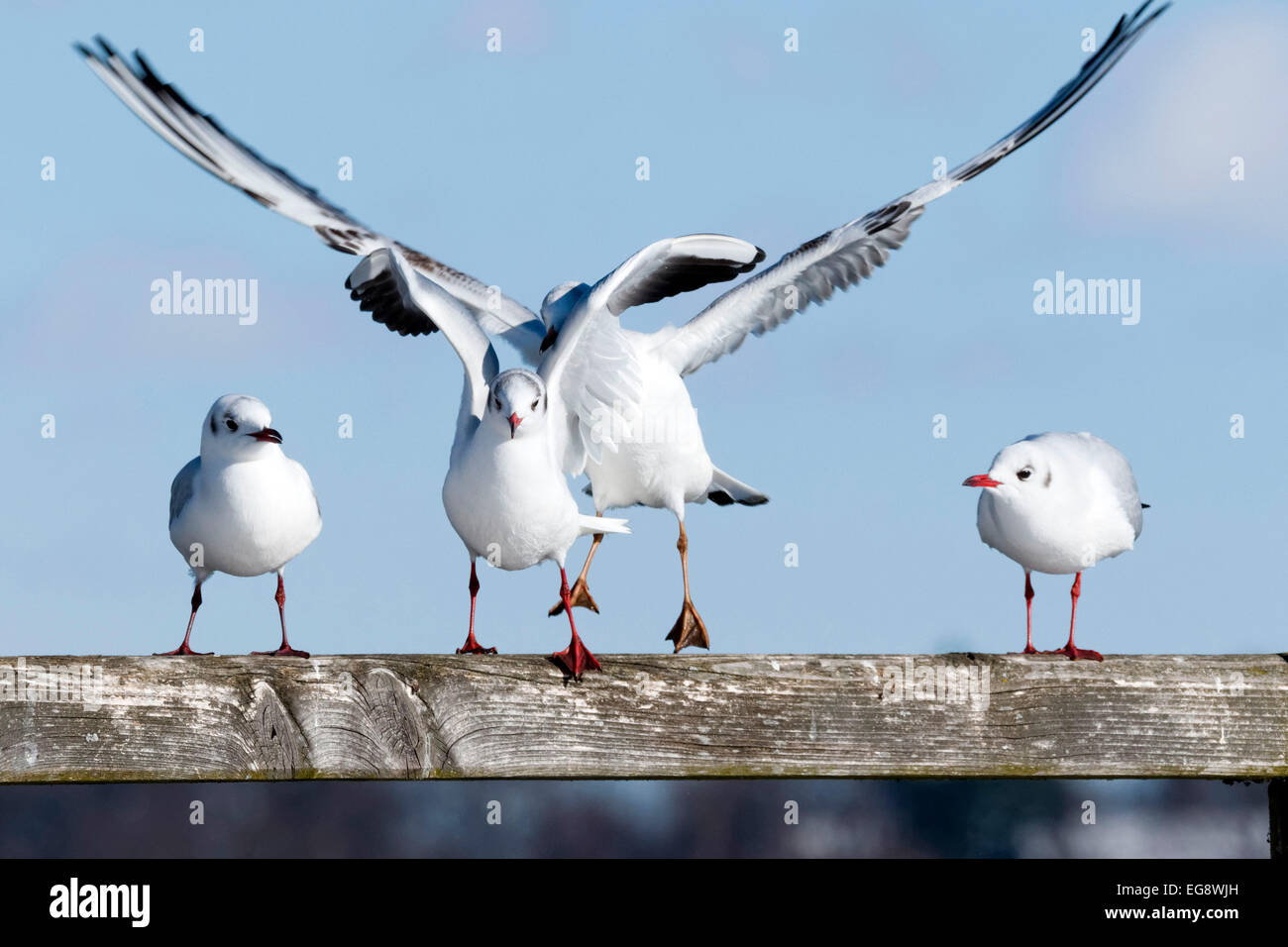 Black-headed Seagull Landung auf Holzgeländer u.a. (Chroicocephalus Ridibundus), Deutschland, Europa Stockfoto