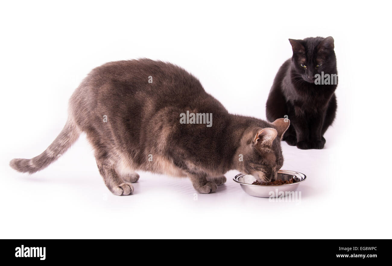 Blau Tabby Katze essen aus einer silbernen Schüssel mit einer schwarzen Katze beobachtest, auf weiß Stockfoto