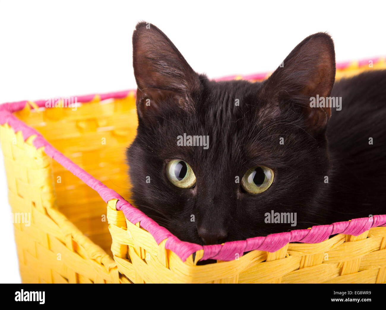 Verspielte schwarze Katze über den Rand des gelben Korb spähen verbirgt sie in Stockfoto