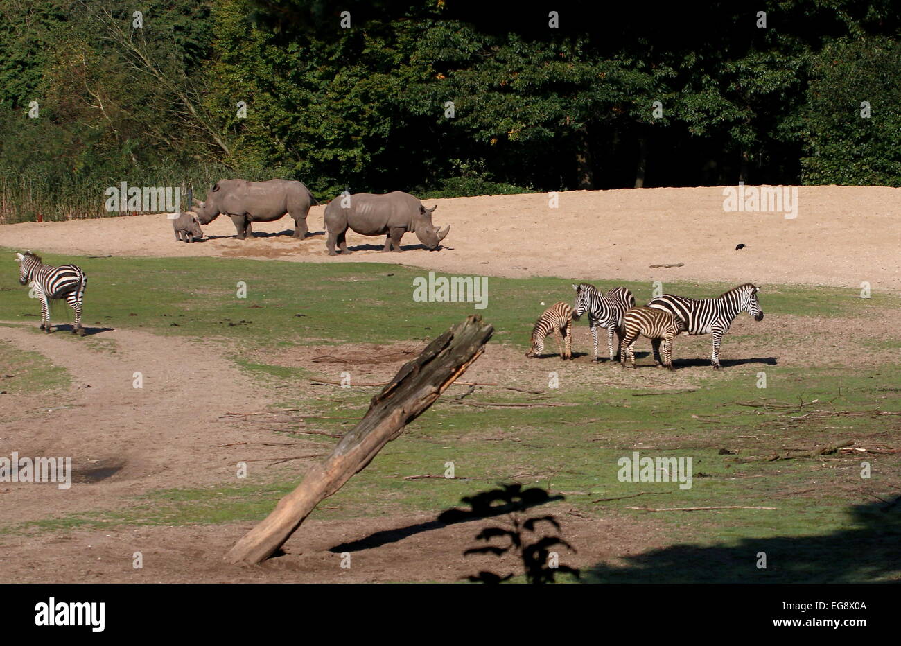 Savanne in Arnheim Burgers' Zoo mit Grant Zebras (Equus Quagga Boehmi) & südlichen Breitmaulnashörner (Ceratotherium Simum) Stockfoto