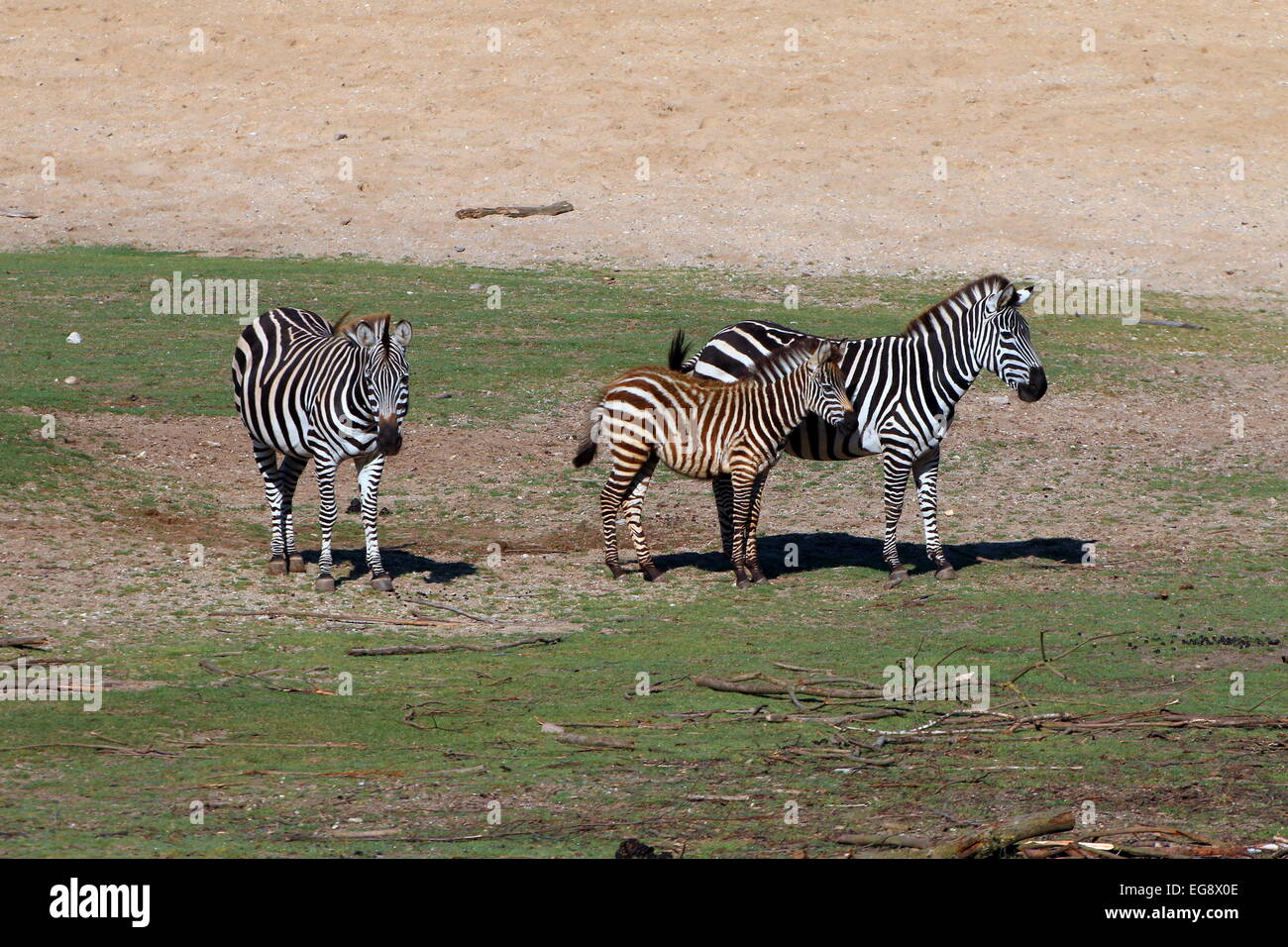 Gruppe von Grant Zebras (Equus Quagga Boehmi), zwei ausgewachsenen Tieren und ein junges Fohlen Stockfoto