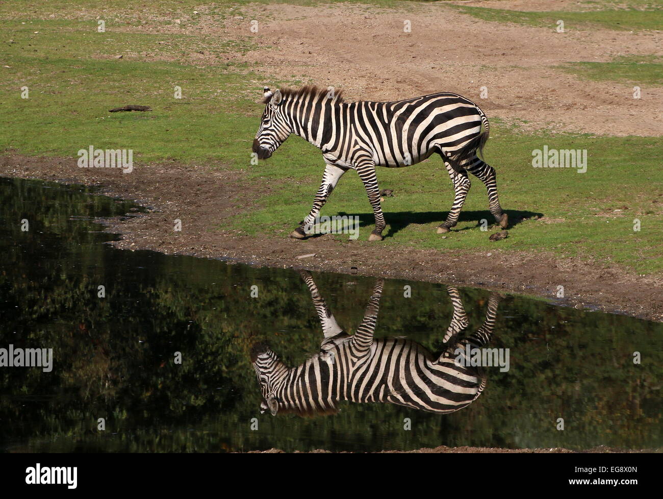 Einsame Grant-Zebra (Equus Quagga Boehmi) an einer Wasserstelle im Wasser gespiegelt Stockfoto