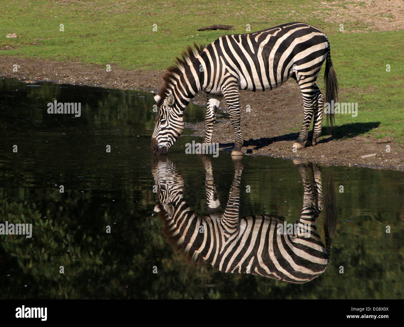 Einsame Grant-Zebra (Equus Quagga Boehmi) trinken an einer Wasserstelle im Wasser gespiegelt Stockfoto