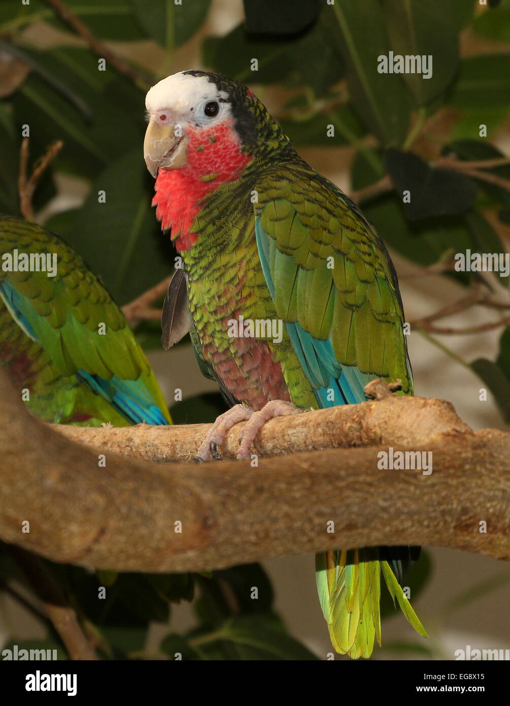 Kubanische Amazon Parrot, aka Rose throated Papageien (Amazona Leucocephala) Stockfoto