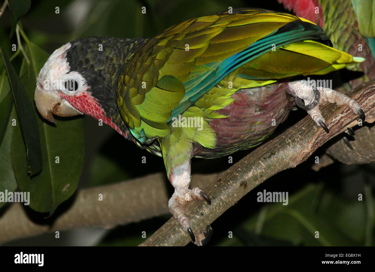 Kubanische Amazon Parrot, aka Rose throated Papageien (Amazona Leucocephala) in eine feurige pose Stockfoto