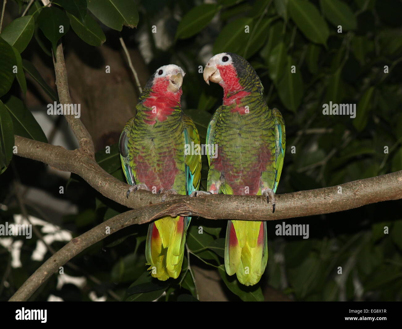 Glückliches Paar von kubanischen Amazon Papageien, aka Rose throated Papageien (Amazona Leucocephala) Stockfoto
