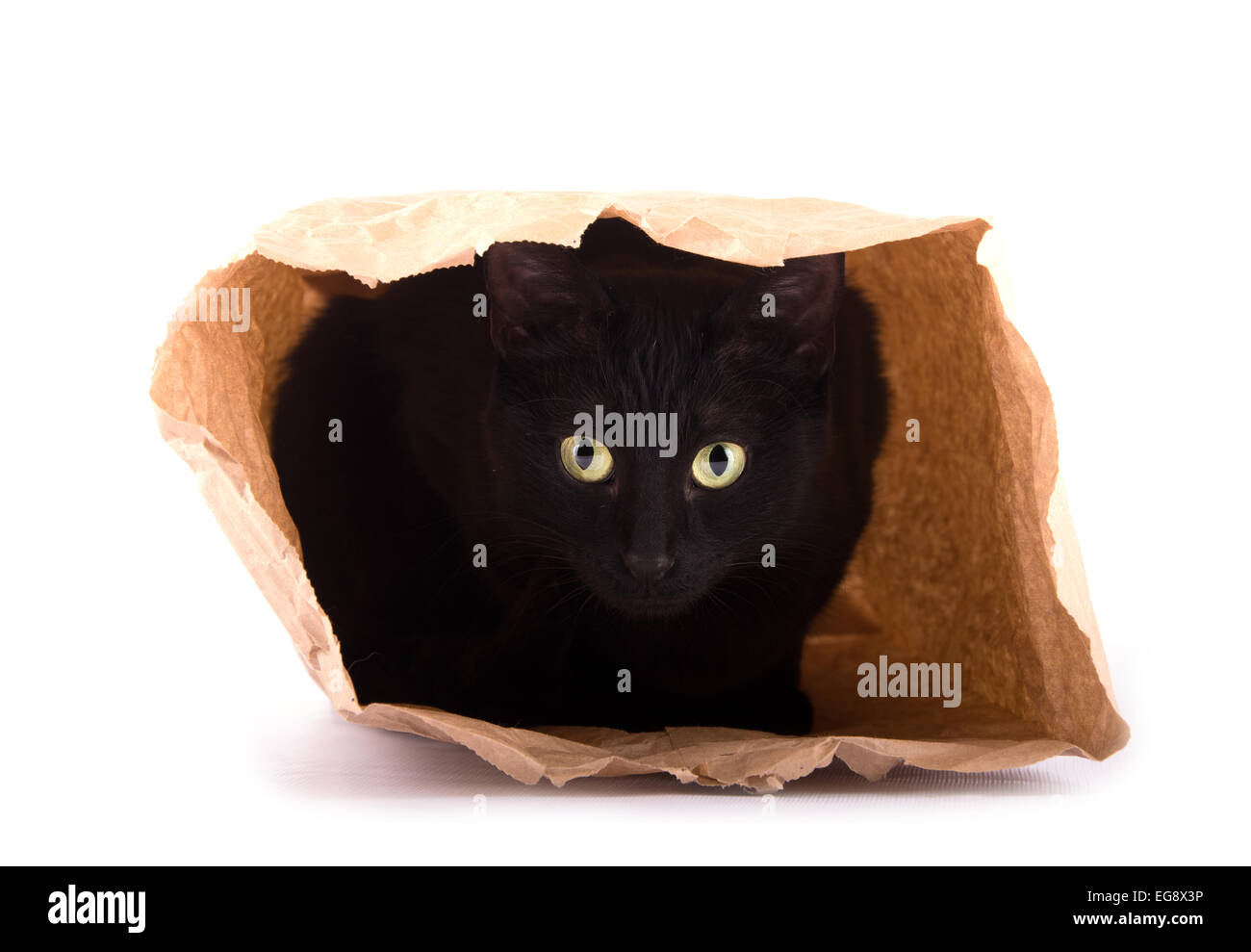 Verspielte schwarze Katze versteckt sich in einer braunen Papiertüte auf weiß Stockfoto